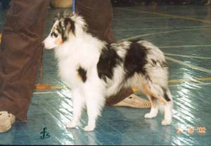 Belka at the show