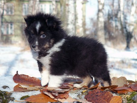 Taika as a puppy, photo Lana Shknurova