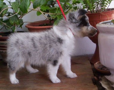 Antique New Sheltie Dreams