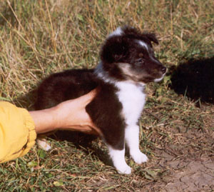 Germany puppy